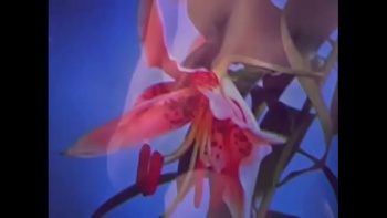 Раскрепощенной красотке