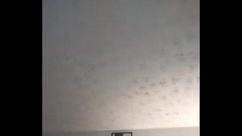 Южная Каролина